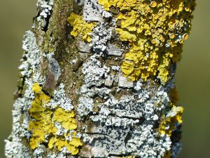 lichen